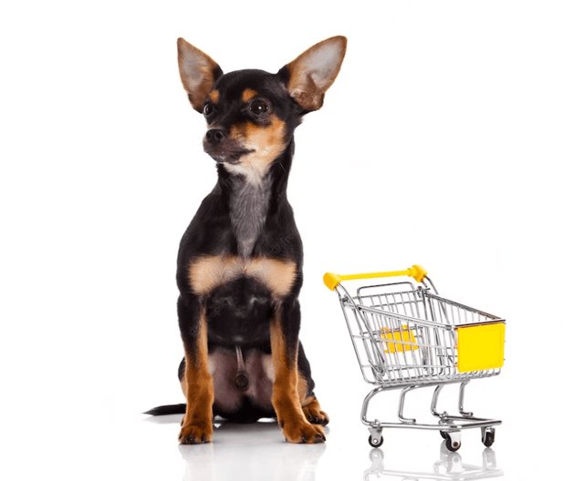 Doberman